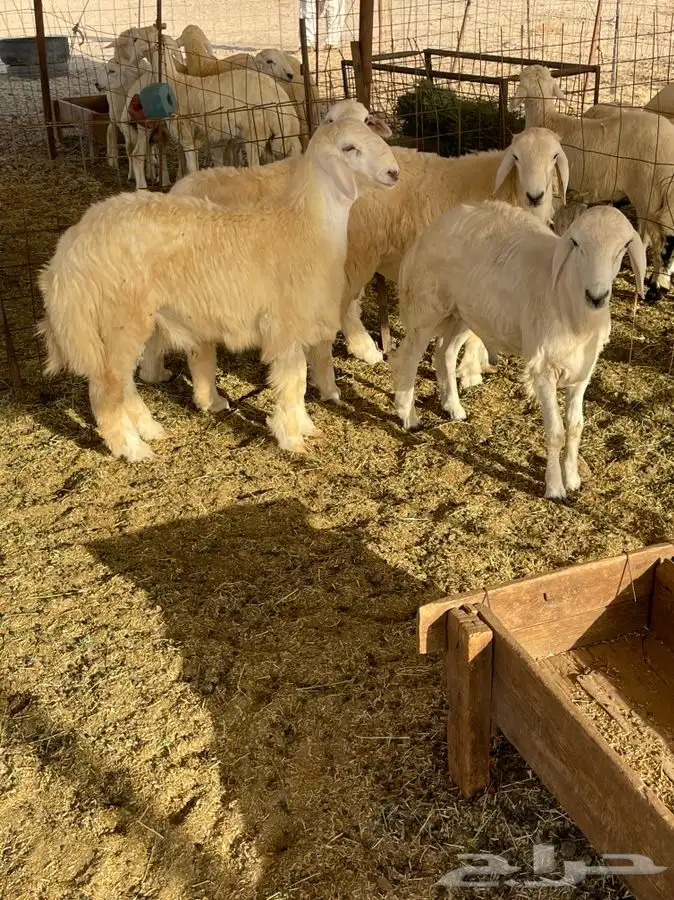 ذبايح حري طليان رخال جدة طريق بريمان يوجد صلخ و حجز 2