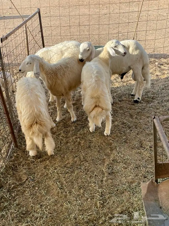 ذبايح حري طليان رخال جدة طريق بريمان يوجد صلخ و حجز 1