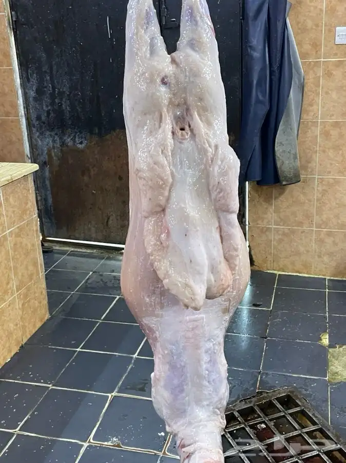 ذبايح حري طليان رخال جدة طريق بريمان يوجد صلخ و حجز 4