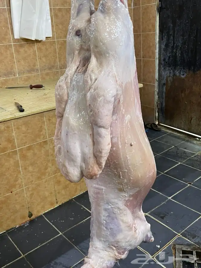 ذبايح حري طليان رخال جدة طريق بريمان يوجد صلخ و حجز 5