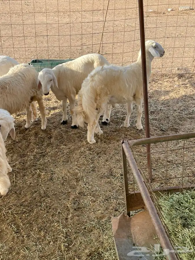 ذبايح حري طليان رخال جدة طريق بريمان يوجد صلخ و حجز 0