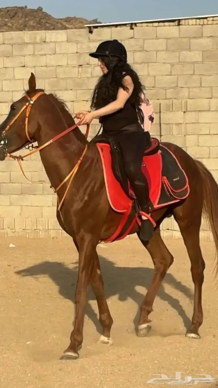 ركوب الخيل وتدريب ورحلات مربط ثراء مكة النوارية 3