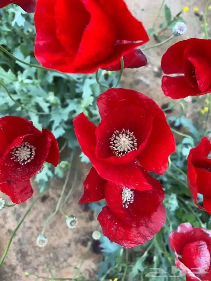 بذور الديدحان ملون احمر وبيض وردي للبيع 0