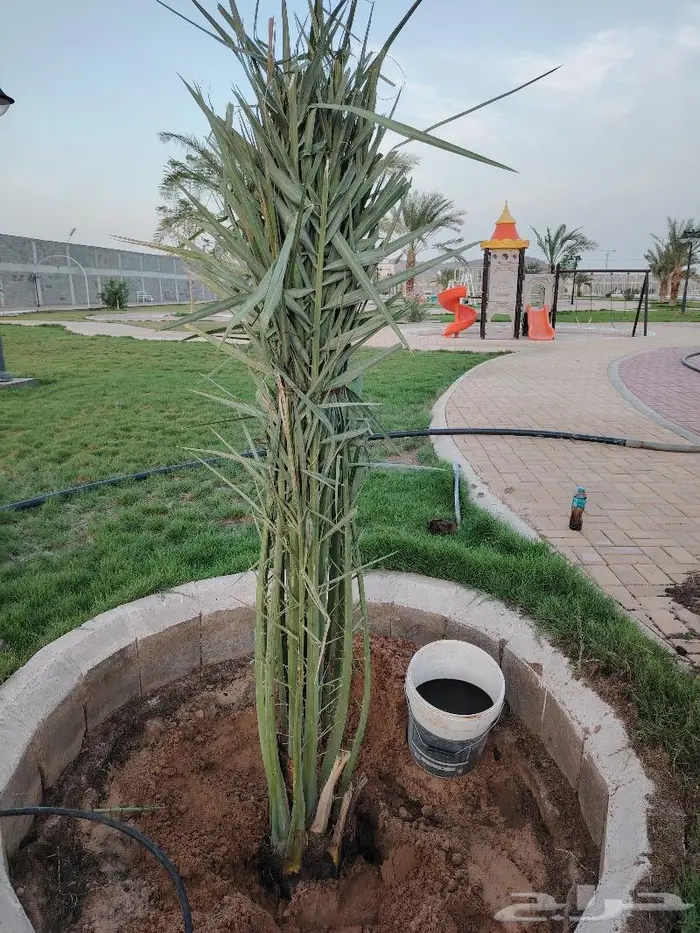 لدينا 20 نخلة فسايل مثمره للبيع 1