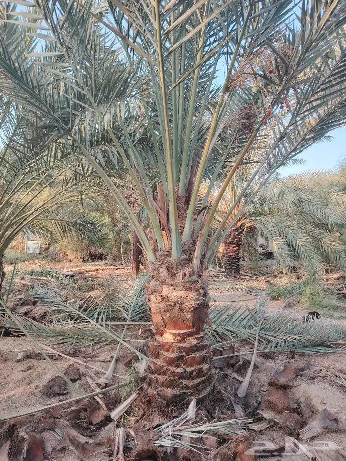 لدينا 20 نخلة فسايل مثمره للبيع 4