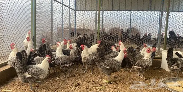 للبيع دجاج فيومي بياض 2