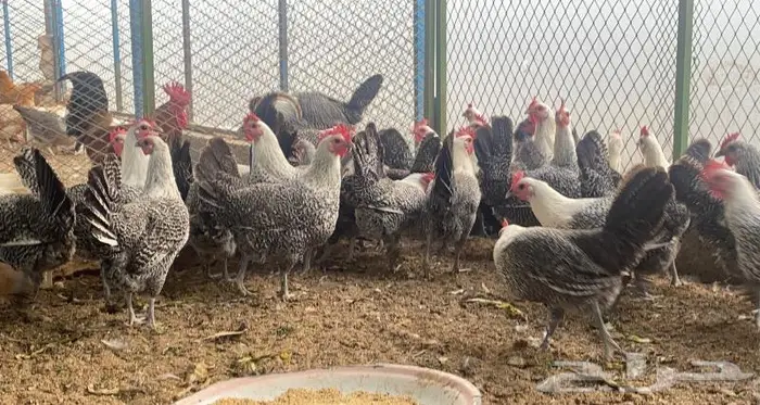 للبيع دجاج فيومي بياض 0