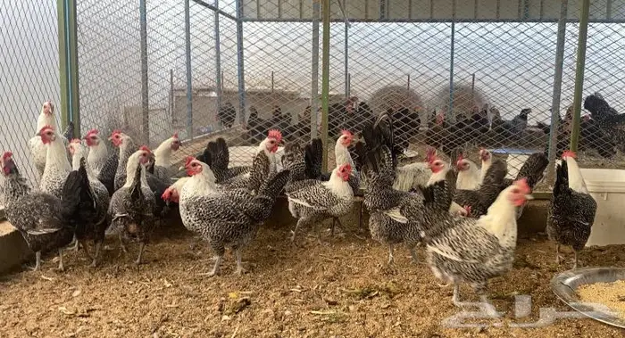 للبيع دجاج فيومي بياض 1