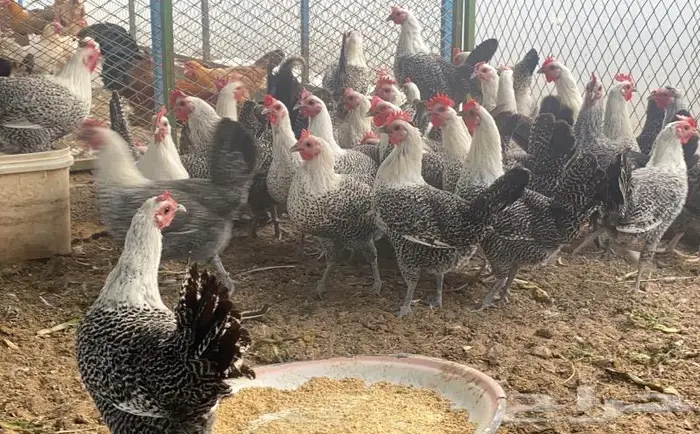 للبيع دجاج فيومي بياض 3