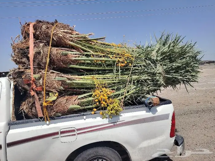 لدينا 20 نخلة فسايل مثمره للبيع 3