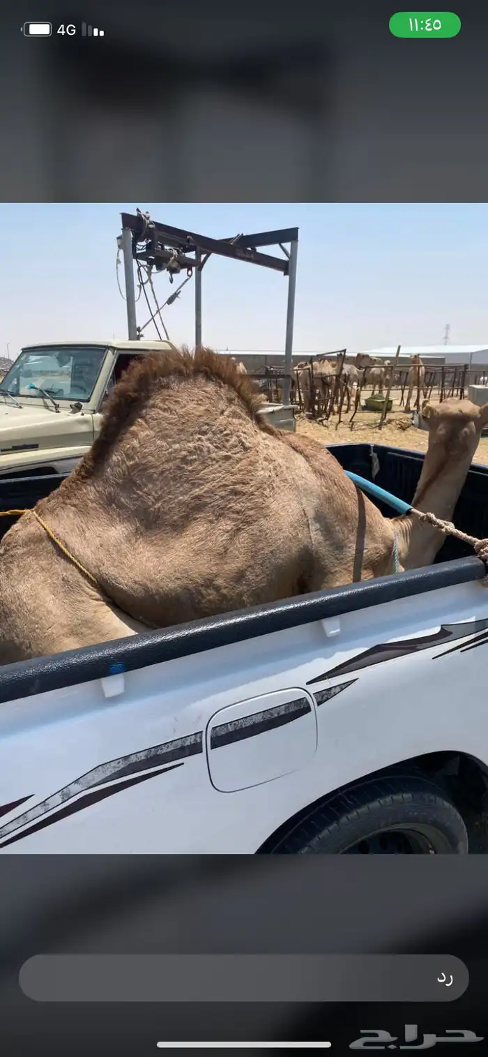 للبيع القعدان الكفو للمبادي وزواجات 0