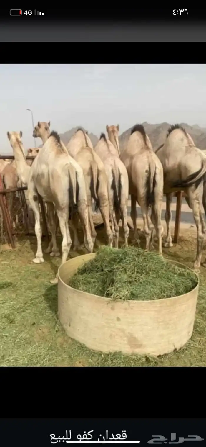 للبيع القعدان الكفو للمبادي وزواجات 1