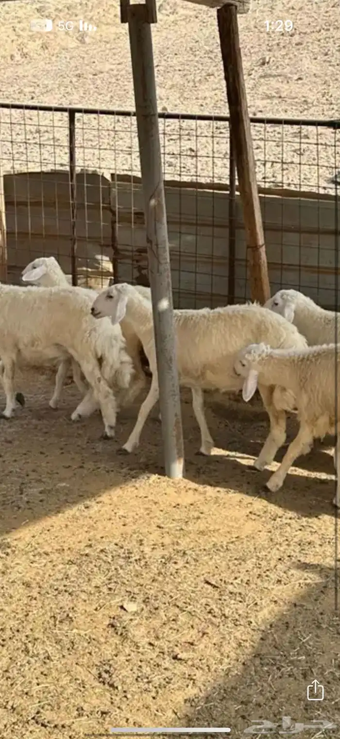 رخال بريه إنتاج المراح 1