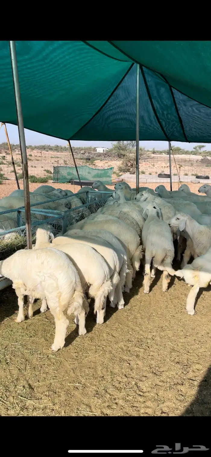 طليان حري شحم واطراف 0