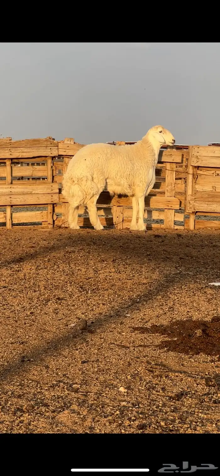 فحل حري صنف مشروط 2