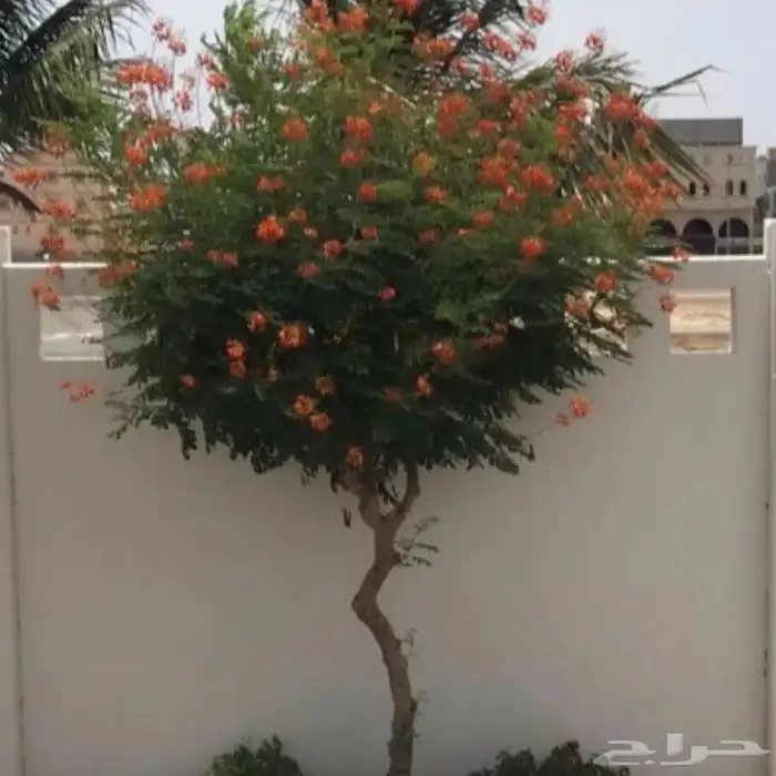 بذور سلسلبينيا 2