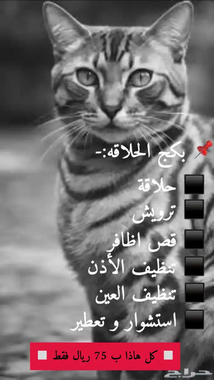 حلاقه وترويش قطط وكلاب وعلاج وتطعيمات 5