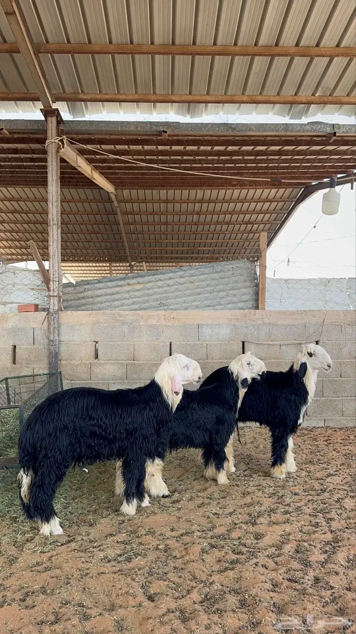 خرفان نجد 10