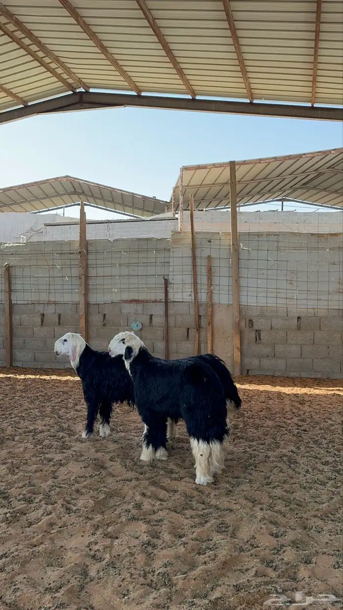 خرفان نجد 11