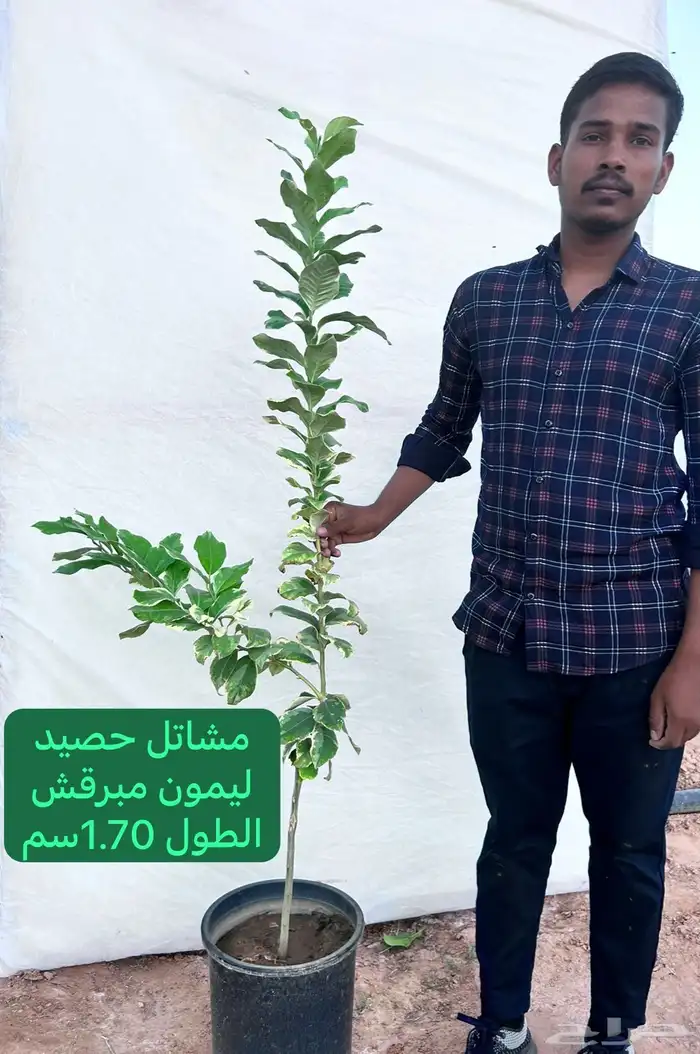 شتلات حمضيات مطعمه(حصيد الزراعية) 16