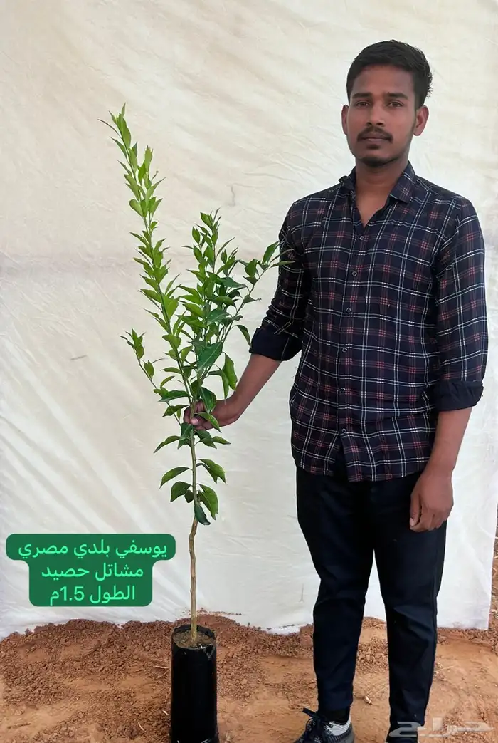 شتلات حمضيات مطعمه(حصيد الزراعية) 11