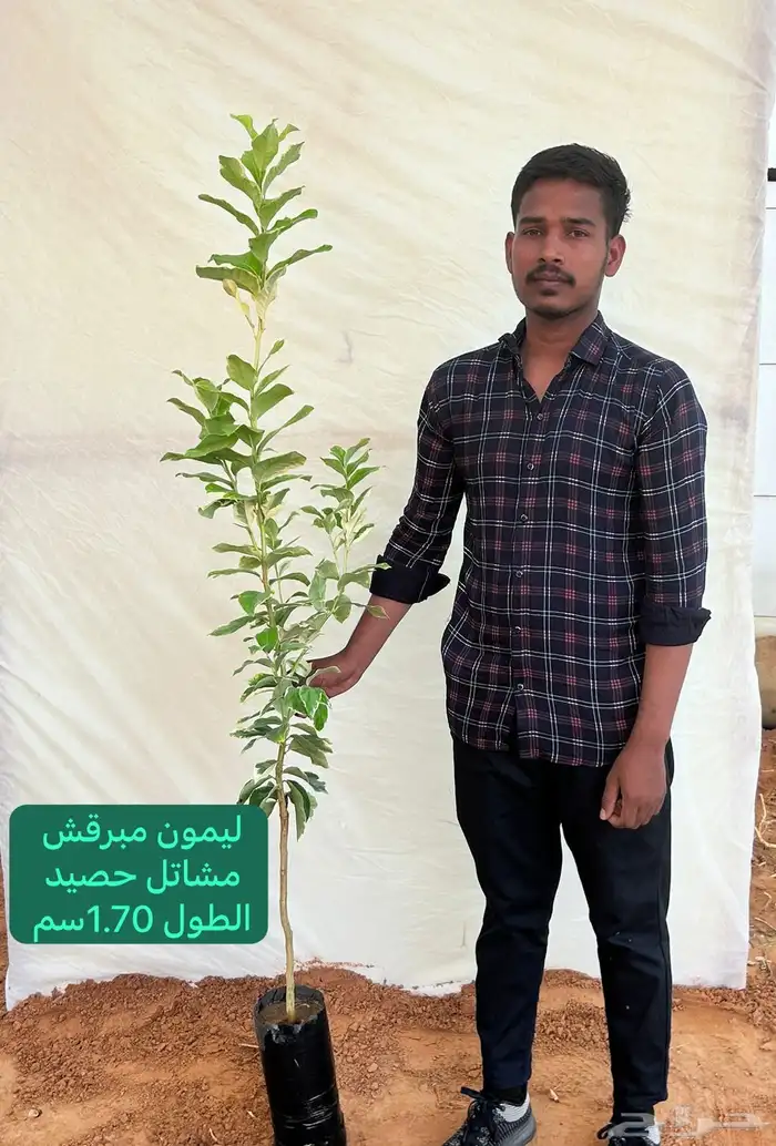 شتلات حمضيات مطعمه(حصيد الزراعية) 12
