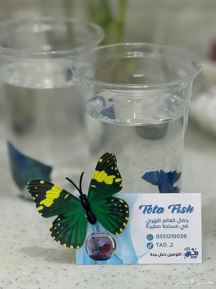 سمك الفايتر فازه احجار وصدف نبتة البامبو اكل ب 40 ريال 5