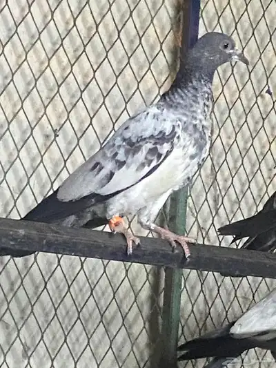 حمام باكستاني للبيع شرط مطير 1