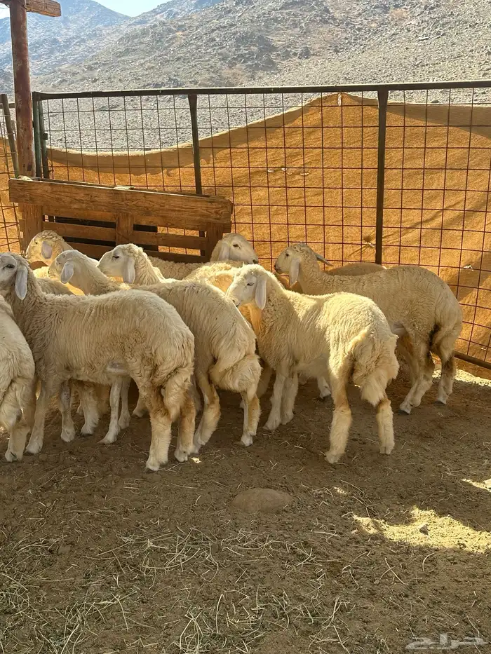 رخال يريه من إنتاج المراح 0
