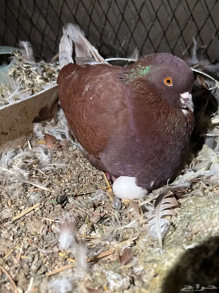 حمام كنق ونفاخ اصيله للبيع 2
