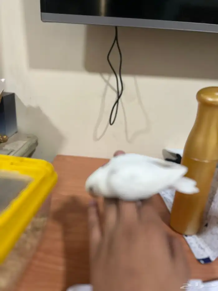 عصفور البينو 3