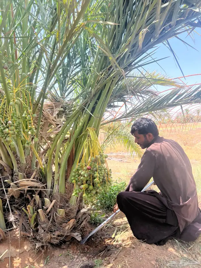 نخل مثمر مع التوصيل والغرس 2