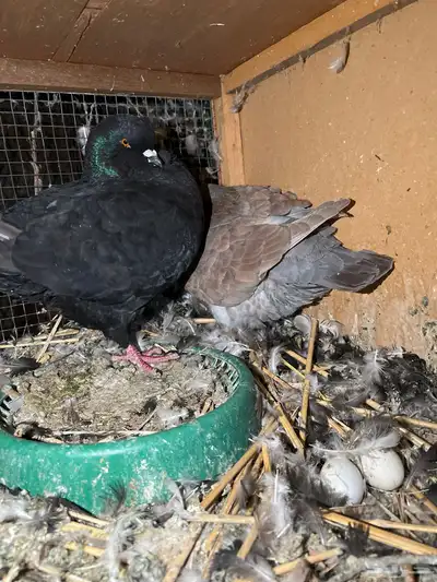 حمام كنق ونفاخ اصيله للبيع 1