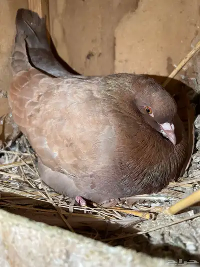 حمام كنق ونفاخ اصيله للبيع 3