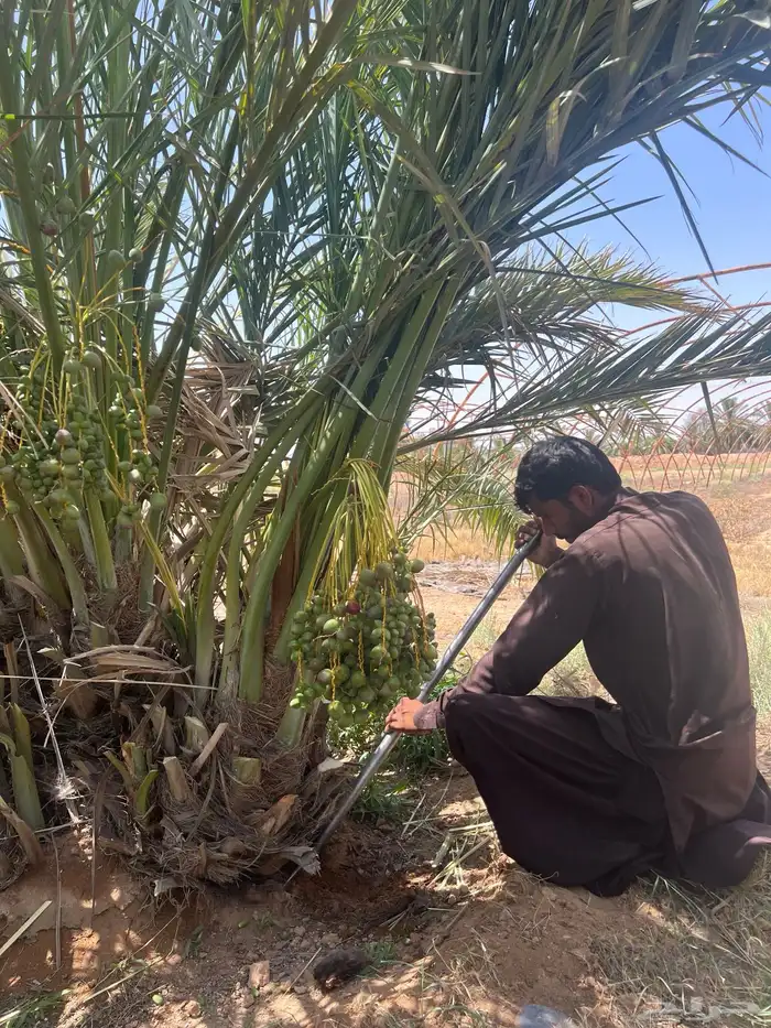 نخل مثمر مع التوصيل والغرس 0
