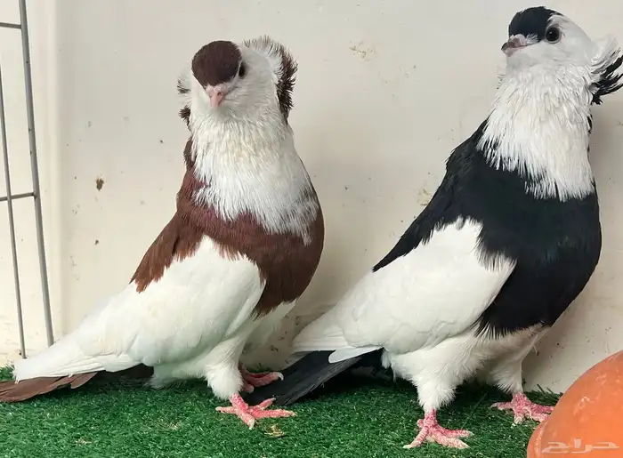 تم البيع خارج الموقع 4