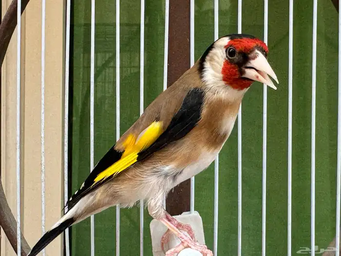 ذكر حسون سوري كبيس كناري وتغريد حامي. تم البيع 2