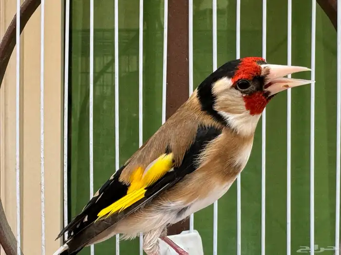 ذكر حسون سوري كبيس كناري وتغريد حامي. تم البيع 3