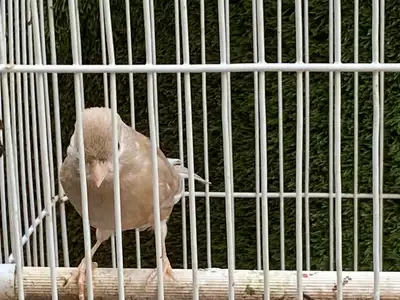 انثي كناري بصلي ( تم البيع ) 3