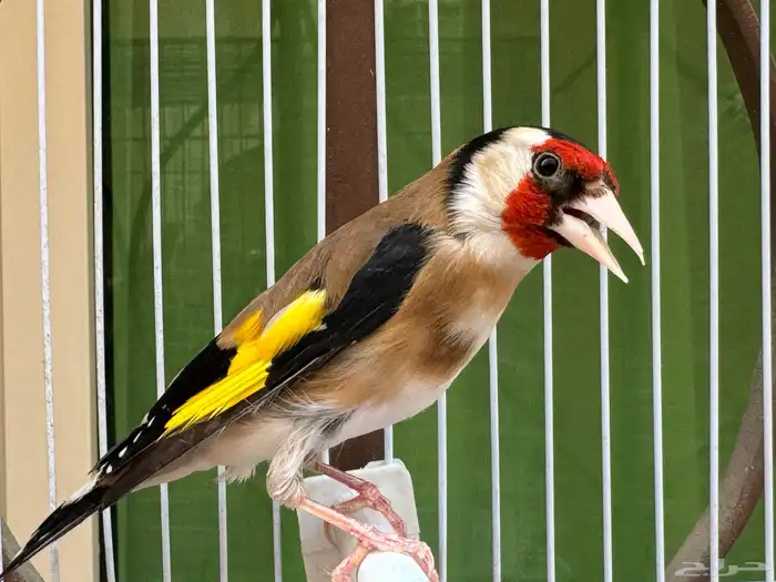 ذكر حسون سوري كبيس كناري وتغريد حامي. تم البيع 0