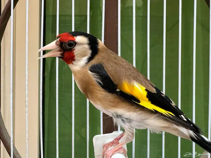 ذكر حسون سوري كبيس كناري وتغريد حامي. تم البيع 1