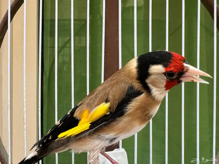 ذكر حسون سوري كبيس كناري وتغريد حامي. تم البيع 4