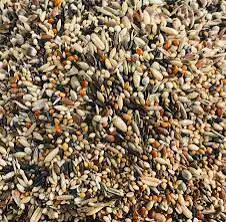 اعلاف طيور البادجي كناري كروان روز فيشر كاسكو 2