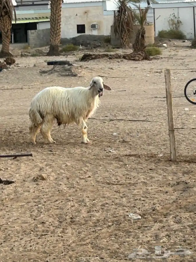 فحل عيسي مشروط 2