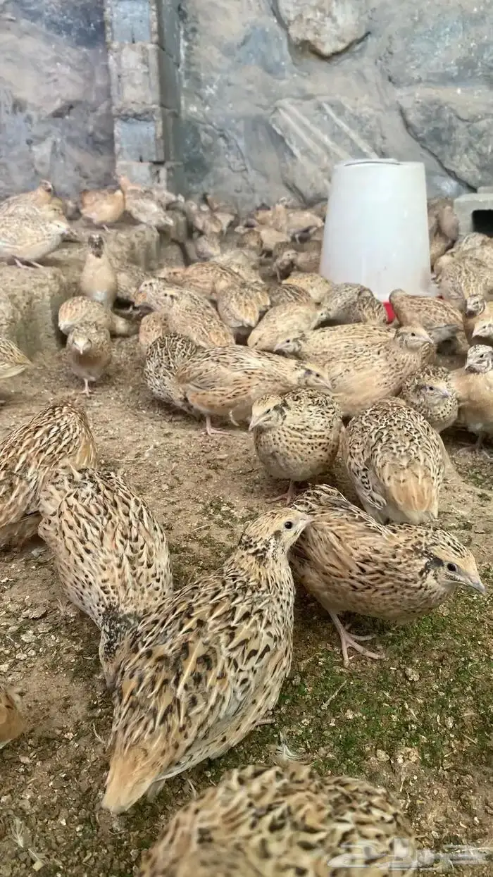 سمان جامبوو و بيض سمان 0