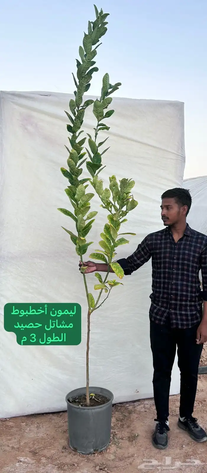 شتلات حمضيات مطعمه(حصيد الزراعية) 18