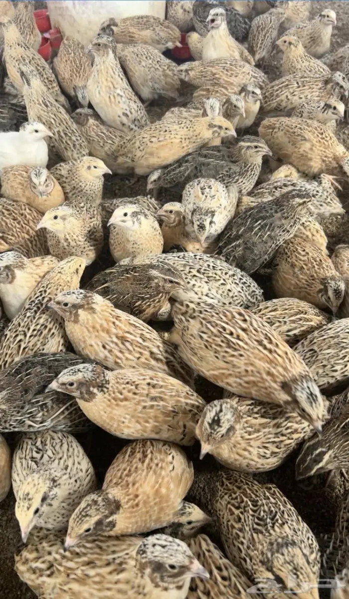 سمان جامبوو و بيض سمان 1
