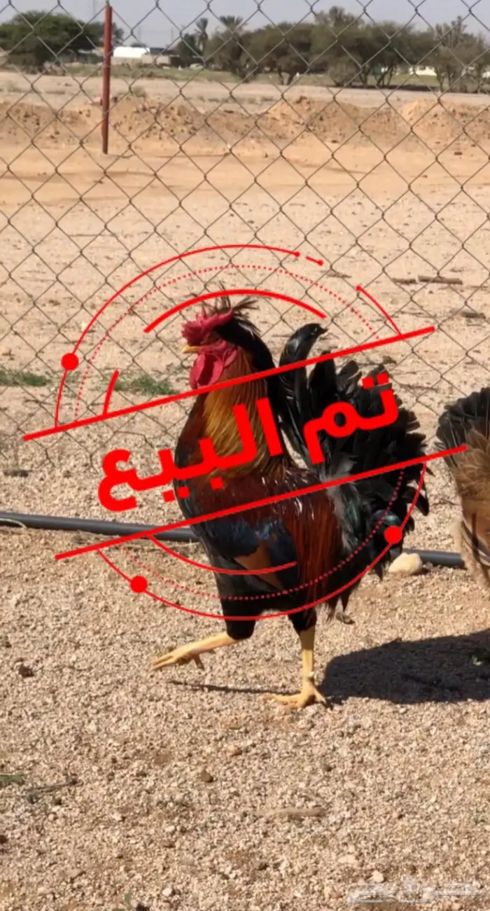 ديك عربي افرق 0
