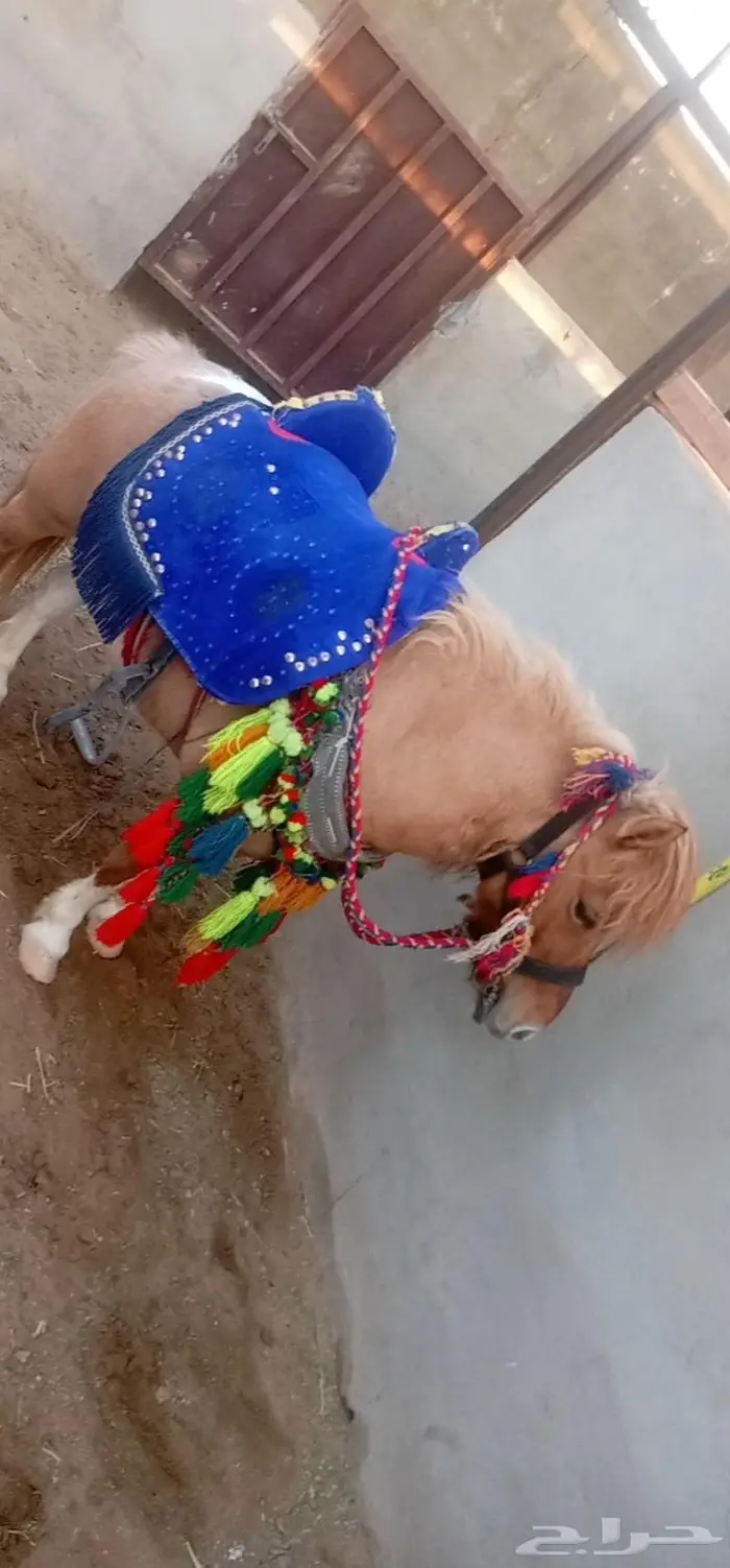 تاجير خيول وسياسي لي محبين الخيل والمتعه 25