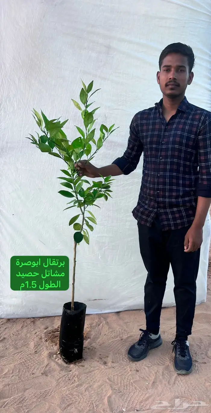شتلات حمضيات مطعمه(حصيد الزراعية) 20